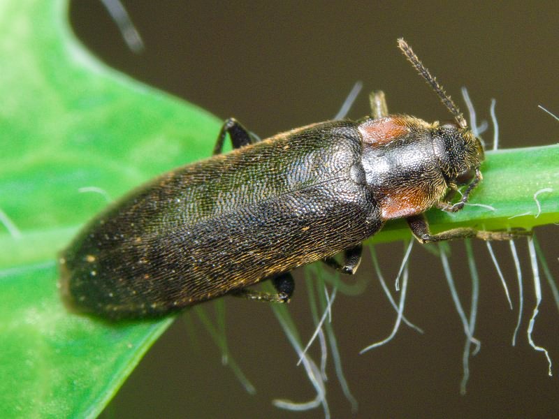 Phryganophilus auritus Motschulsky, 1845